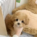 요기독 강아지분양 고양이분양 수원본점 이미지