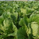 부강농장 이미지