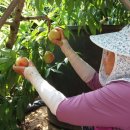 안병순농장 이미지