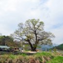 영풍 태장리 느티나무 이미지