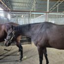 기성목장 이미지