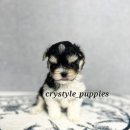 브라운 펫살롱 이미지