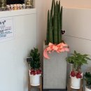 샤르망마카롱 이미지