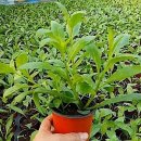 천기농장 이미지