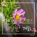 코스모스 | 다이소 꽃씨 키우기 후기, 코스모스 4월에 심고 6월에 꽃 피었어요