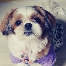 금지옥엽 이미지