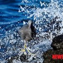 동물왕국 이미지