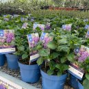 대림가든 이미지