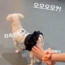 두젠틀(DOGENTLE) 이미지