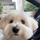 로로하우스 이미지