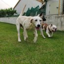 하이바이 분양소 이미지