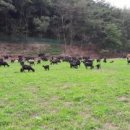 안면흑염소농장 이미지