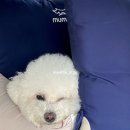 버디그루밍 이미지