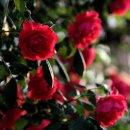 해뜨는장 이미지