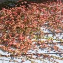 청산도올레펜션 이미지