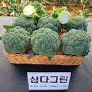 영양 덩어리 브로콜리 파종시기 정식시기 비료 주기 수확 시기 이미지