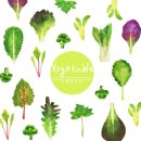 겨울철 부족한 영양 채우는 초록빛 쌈 채소 10가지 이미지