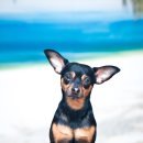 로얄도그 이미지