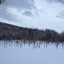 (주)포커스투어 | [일본🇯🇵/홋카이도여행] day2. 비에이투어(청의호수, 흰수염폭포, 크리스마스나무, 탁신관, 자작나무숲...
