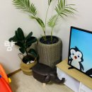 세뇨르킴