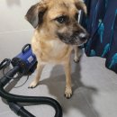 효효그루밍 이미지