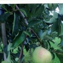 새천년농원 이미지