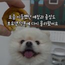 포유댕 이미지