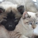 기프트 펫 이미지