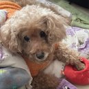 밤비동물병원 이미지