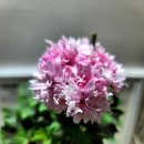 스텔라티스 이미지