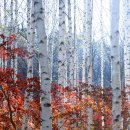 자작나무 이미지