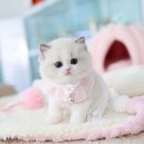 고양이를 사랑하는 남자 | 분양 전 필독! 🐾 묘종별 성격부터 분양가 정보까지, 고양이를 사랑하는 남자 고사남에서 알려드립니다~!!