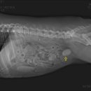 경희궁바른동물병원 이미지