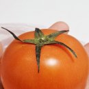 (주)토마토연구소 이미지