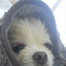 도그드살롱 이미지