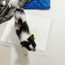 핸독 | 강아지 배변매트 핸독 실리콘 배변판 솔직 사용 후기