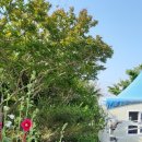 장미 펜션 이미지