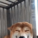 미소짓개 이미지