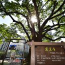 느티나무 이미지