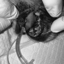 스마일동물의료센터 이미지