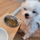 뽀송뽀송 애견미용 이미지