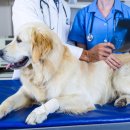 하이 동물병원 이미지