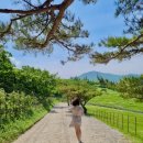 양떼 - 목포시 당가두로14번길 44-1 | 강릉 당일치기 여행 한국의 알프스 대관령 양떼목장 후기