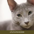 금쪽금쪽금쪽반려동물병원 | 파주동물병원 금쪽금쪽금쪽반려동물병원 진료비와 이용 방법 체크리스트