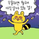 이리 이미지
