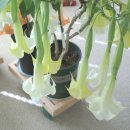 천사세탁소 이미지