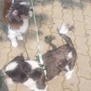 뭉치펫택시 이미지