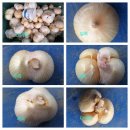 코끼리 마늘 50% 맛보기 이벤트 이미지