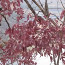 한반도면-2 이미지