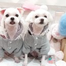 써니애견샵 네이버블로그